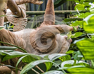 A view of a Hoffmann two toed sloth moving in a tree in Monteverde, Costa Rica