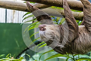 A view of a Hoffmann two toed sloth traversing a ladder in Monteverde, Costa Rica