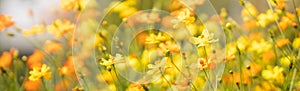 View of honey bee and yellow Cosmos flower on blurred green leaf background under sunlight with copy space using as background