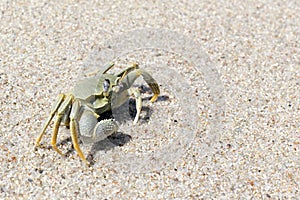 View of a  horned ghost crab