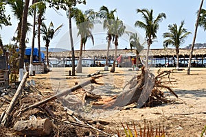 View of Hornos beach with trees felled by Hurricane Otis in Acapulco photo