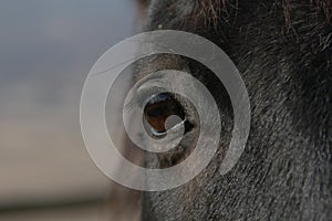 A view from a horse.