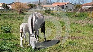 View of the horse and foal small grazing on the field with green grass. Farm animals. 4K resolution video with horse