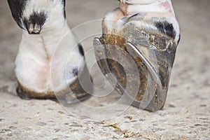 View of horse foot hoof outside stables