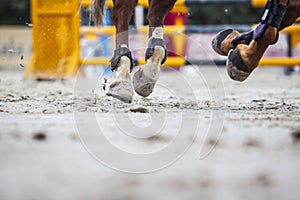 View of horse hooves at jumping competition training