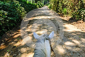 View of horse from horseback