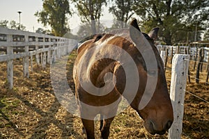 View Of Horse In Ranch
