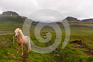 View at a horse on Snaefellsnes penisola on Iceland photo