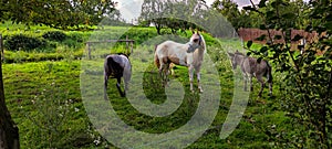 View of horses and donkeys grazing on a green melt, animals in a corral