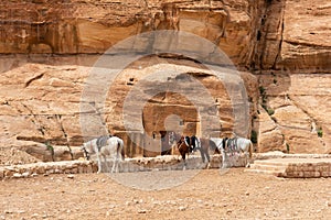 View of horses in front of red sandstone canyon of Petra, Jordan