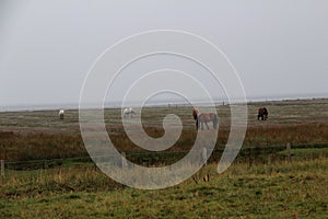 View on horses on a grass area at the northern sea island juist