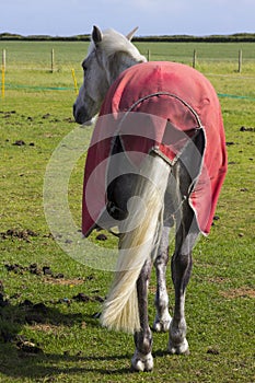 A view of a horses rear end with rump and tail as it stands in a field on a bright sunny day