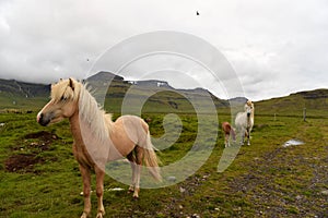 View at horses on Snaefellsnes penisola in Iceland photo