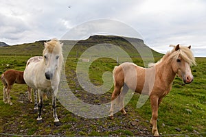 View at horses on Snaefellsnes penisola in Iceland photo