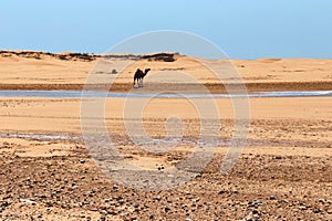 View of the hot african desert landscape with the camel who stands on the sand on the background