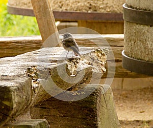 view of a house sparrow sitting on an old wooden bench