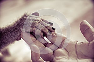 View of Human palm holding a small monkey hand