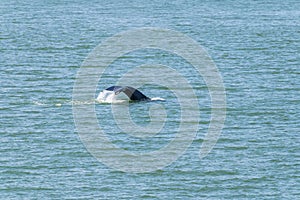 A view a humpback whale fin breaking the surface in the Gastineau Channel on the approach to Juneau, Alaska photo