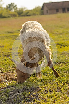 View of Hungarian racka sheep in greenery field