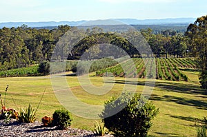 View on a Hunter Valley hills, Australia, New South Wales