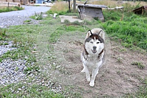 View of husky dog in backyard