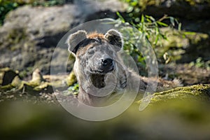 view of a hyena in a park