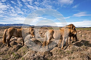 View of Icelandic horses grazing on grassy field against blue sky