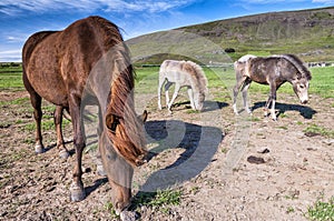 View of Icelandic horses grazing in icelandic countryside