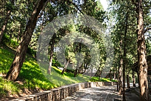 View of the iconic beautiful trees and walking paths through the green parks at the Summer Palace, a vast ensemble of lakes,