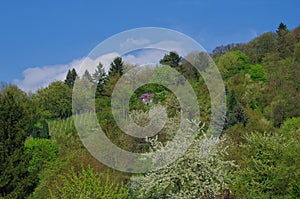 View of idyllic springtime landscape with blooming fruit trees on the hill, a small house, and a vineyard