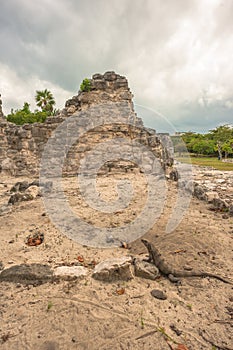 View of iguana on Mayan Ruins in El Rey