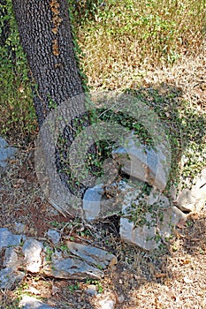 View from Ika`s seaside promenade, ancient tree roots, Adriatic coast, Kvarner bay, city details, Croatia