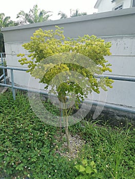 Shrub guaiacum officinate growing tree