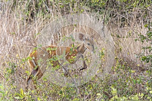 View of a imbabala or Cape bushbuck, Angola
