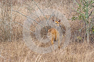 View of a imbabala or Cape bushbuck, Angola