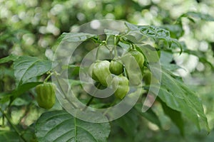 View of an immature Capsicum Chinense chili fruit cluster growing on the plant