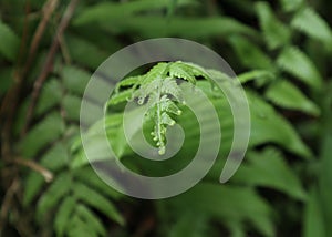 A view of an immature fern frond tip unfolding in a forest area