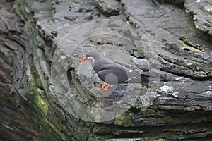 View of Inca Tern standing on edge of rock, Lisbon