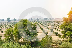 A view of an Indian farm