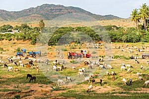 View of the Indian rural landscape, Puttaparthi, Andhra Pradesh, India. Copy space for text.