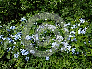 View of inflorescence of beautiful flowers called Plumbago auriculata, the cape leadwort, blue plumbago or Cape plumbago in