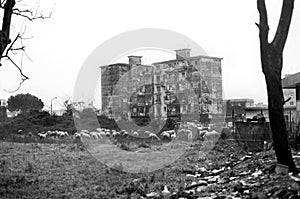 View of an inner-city area with an unused field where a herd of sheep is gazing.