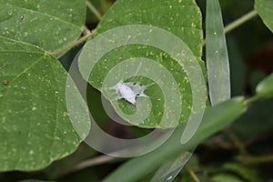 View of an insect\'s silk cocoon on the surface of a tropical kudzu leaf