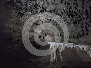 View inside Bat cave with hanging bats and stalactite formation in Kilim Karst Geoforest Park, Langkawi, Kedah, Malaysia.