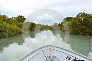 View from inside the boat while visiting the strange and beautiful mangrove forests.