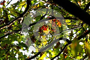 View inside the crown of an oak