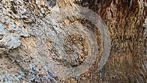 View of the inside of a dead tree trunk, with some small insects, and its surroundings, in autumn