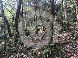 View of inside forest trees landscape forest trees