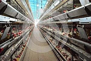 View of the inside of a modern poultry house