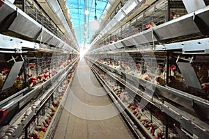 View of the inside of a modern poultry house photo
